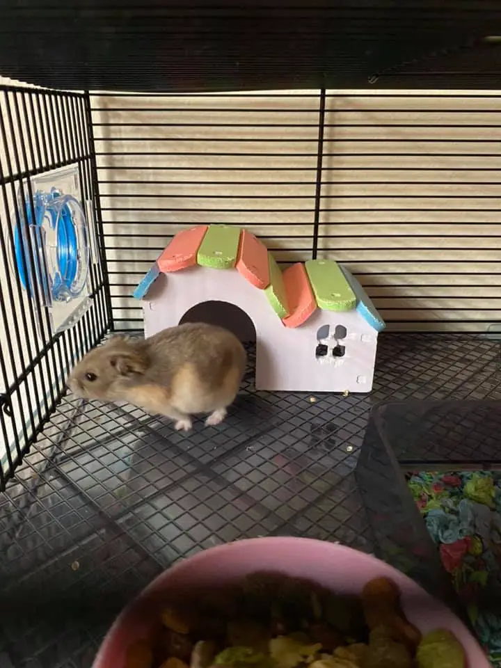 Caring For Pregnant Syrian Hamster