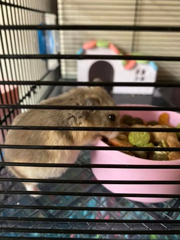 Caring For Pregnant Syrian Hamster