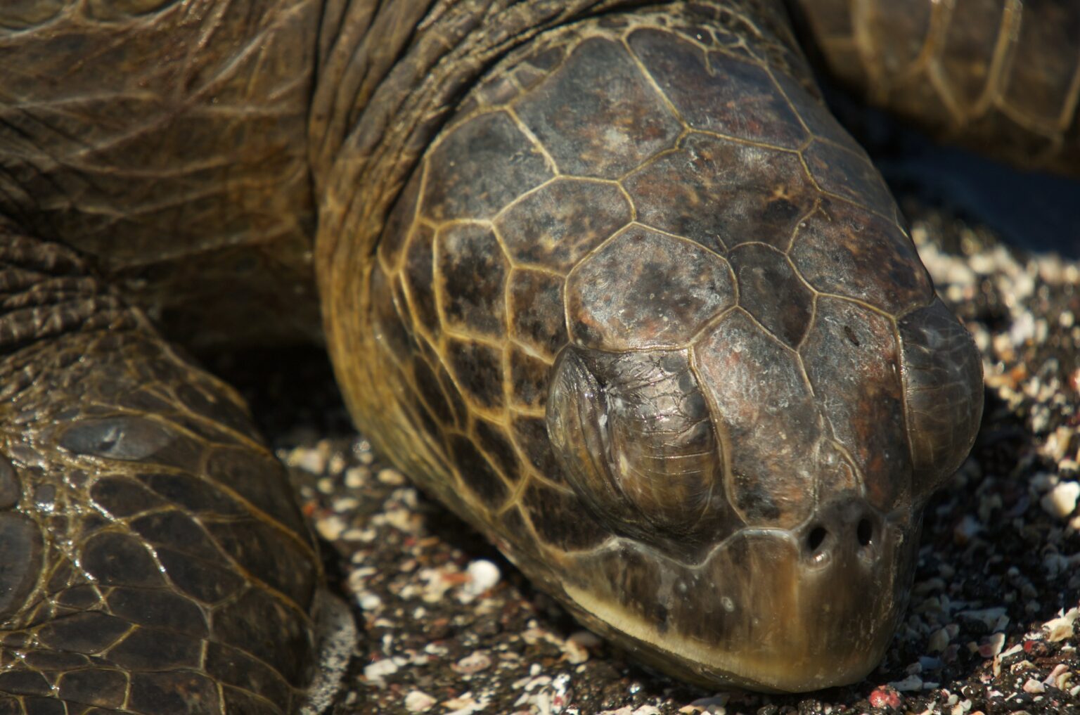 6 Reasons Why a Tortoise Is Not Eating And Sleeping a Lot