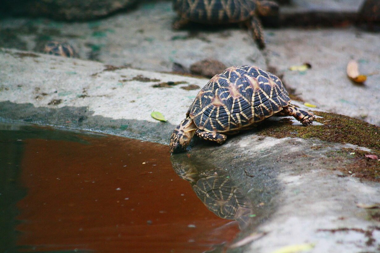 6 Reasons Why a Tortoise Is Not Eating And Sleeping a Lot
