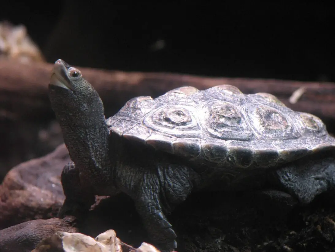 7 Ways To Keep Your Tortoise Warm During a Power Outage
