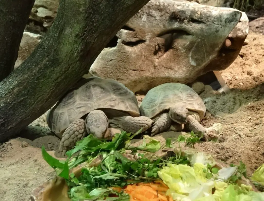 Pyramiding Tortoise Causes, Symptoms, and Treatment