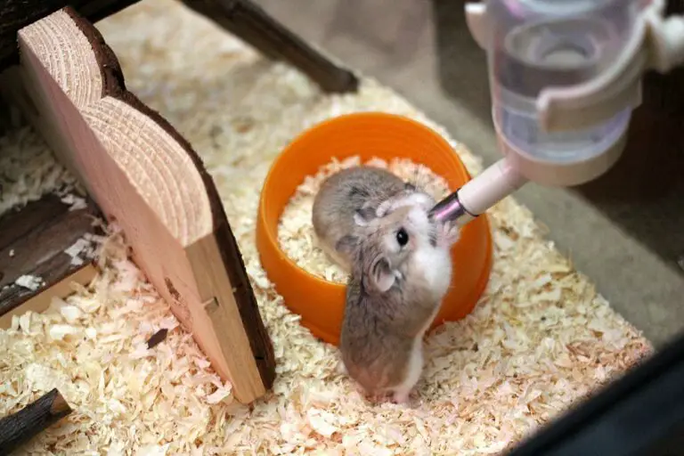 Can Hamsters Drink Cold Water? (Answered!)