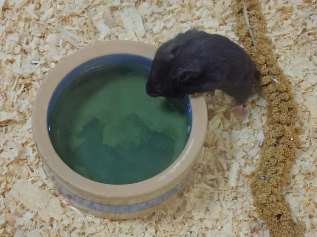 Can Hamsters Drink Cold Water? (Answered!)