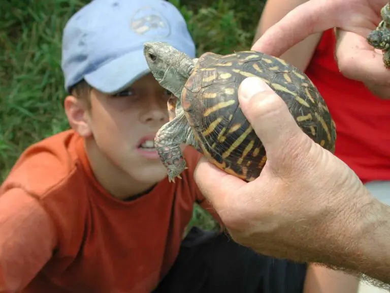 Do Russian Tortoises Like To Be Held? Not So Much!
