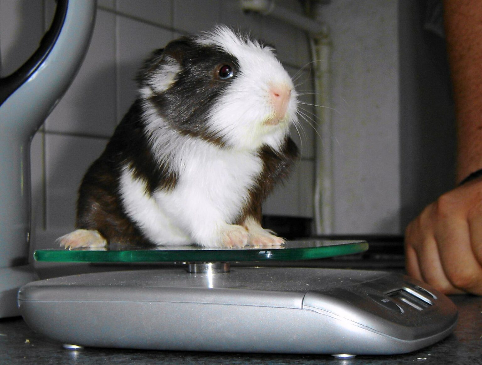 How To Tell If Your Hamster Has a Cold