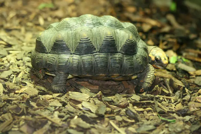 Pyramiding Tortoise: Causes, Symptoms, and Treatment