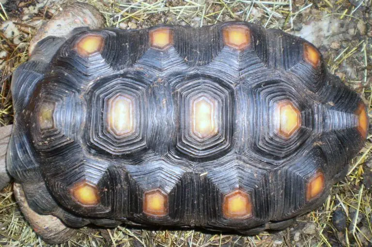 Pyramiding Tortoise: Causes, Symptoms, and Treatment