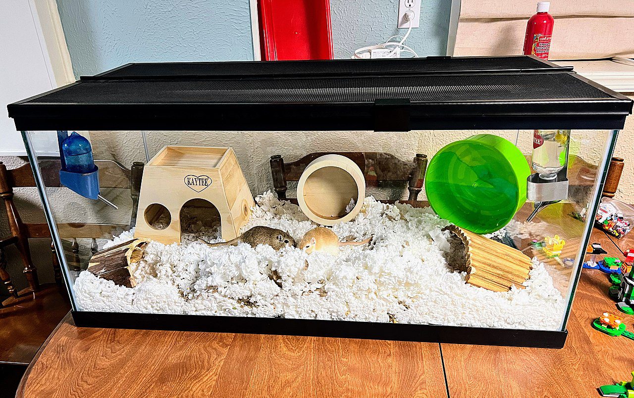 Top 5 Best 40Gallon Tanks For Hamsters