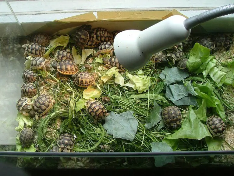 Top 6 Best Tortoise Terrariums For a Happy and Healthy Pet