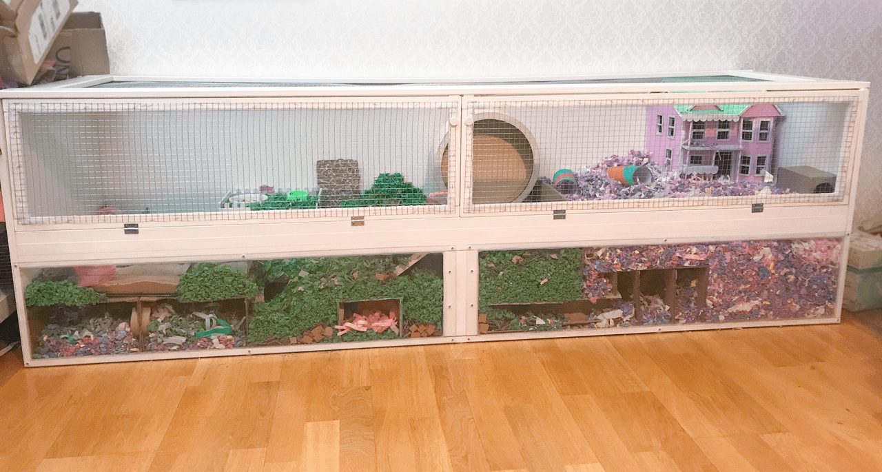Curated Glass Hamster Clear View Aquarium Enclosure Gallery View 51