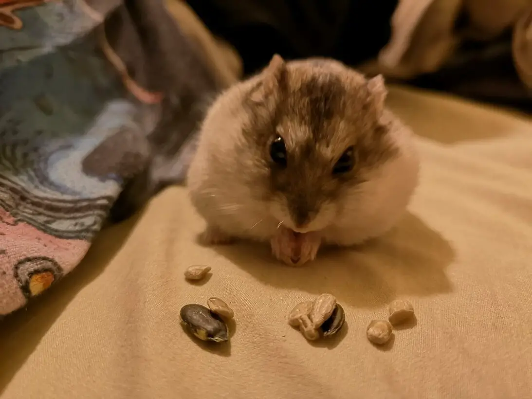 Warning Signs 10 Tumor Symptoms in Hamsters