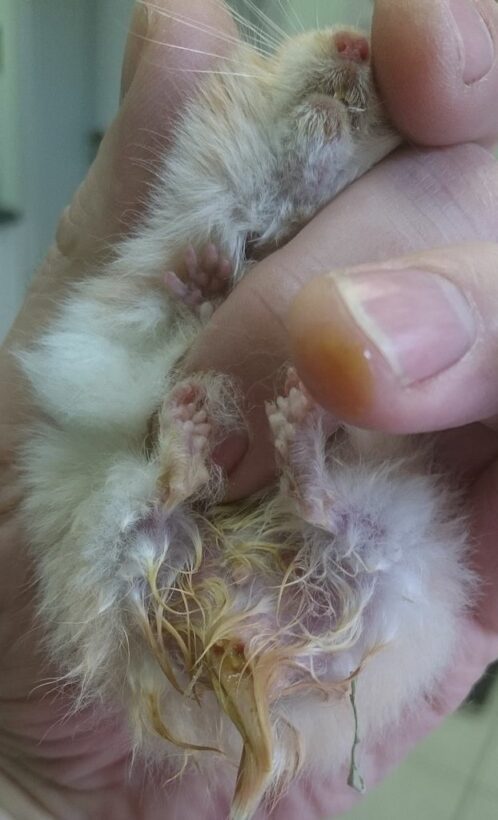 Warning Signs 10 Tumor Symptoms in Hamsters