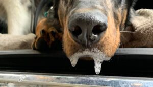 Image showcasing 10 Signs Your Dog Ate a Grape (Grape Poisoning Symptoms)