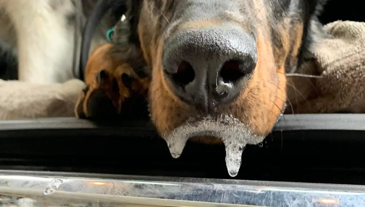 10 Signs Your Dog Ate a Grape (Grape Poisoning Symptoms)