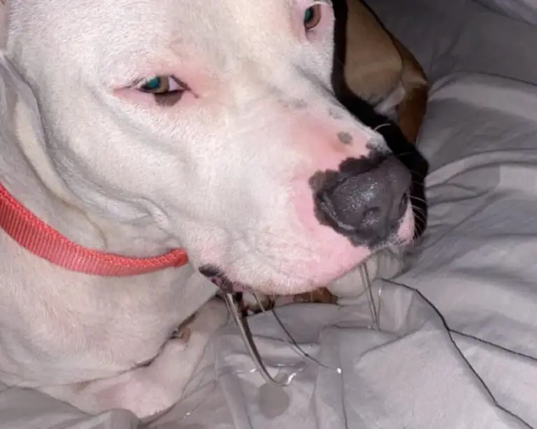 10 Signs Your Dog Ate a Grape (Grape Poisoning Symptoms)