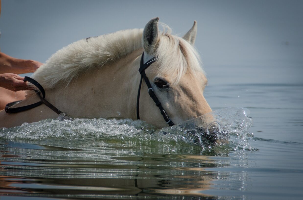 Are Horses Afraid Of Water? (Explained!)