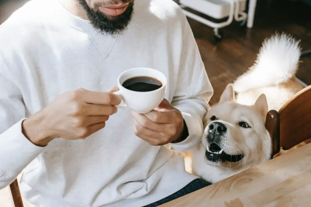 Can Dogs Drink Decaf Tea With Milk No, They Can't