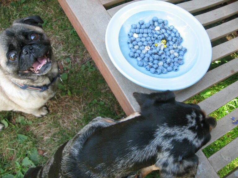 Can Dogs Eat Blueberries And How Much?