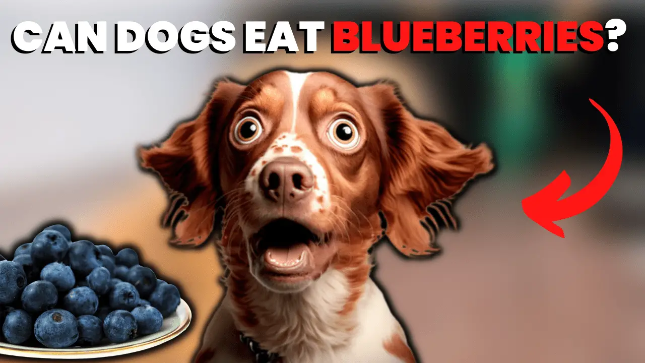 Can Dogs Eat Blueberries And How Much?