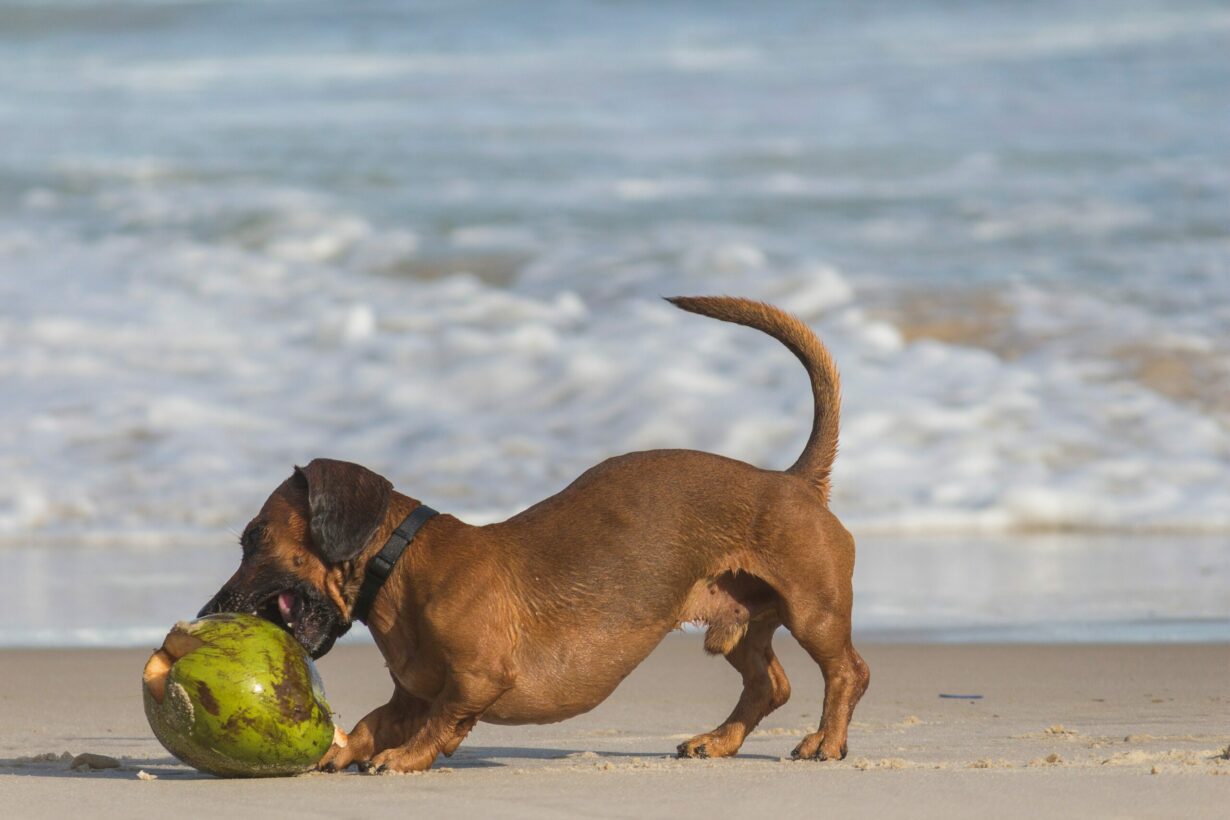 Can Dogs Eat Coconuts And How Much