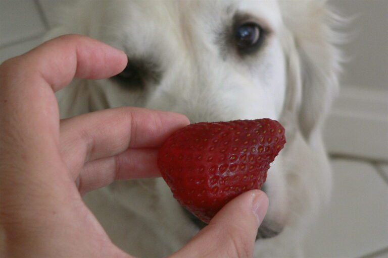 Can Dogs Eat Strawberries And How Much
