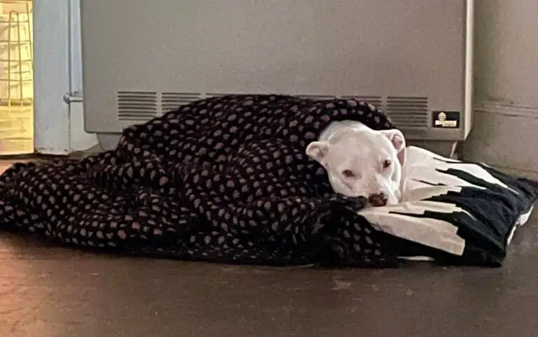 Can Dogs Feel Soft Fabric?