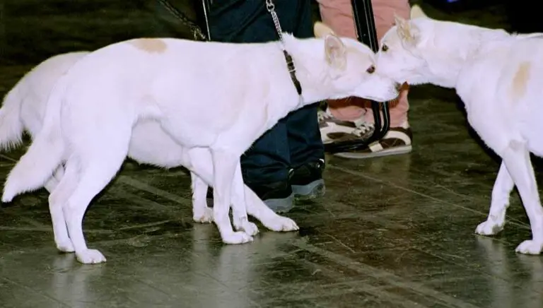 Can My Dog Sense Illness In Another Dog? (Answered!)