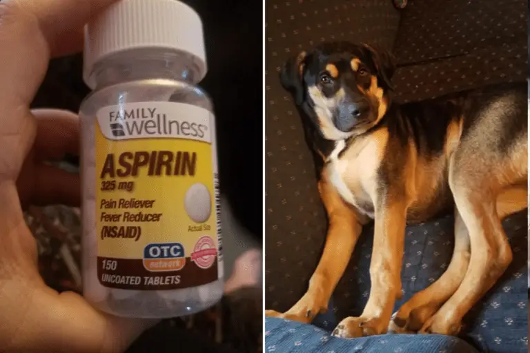 Can You Give a Dog Aspirin? No, Stay Away From Aspirin