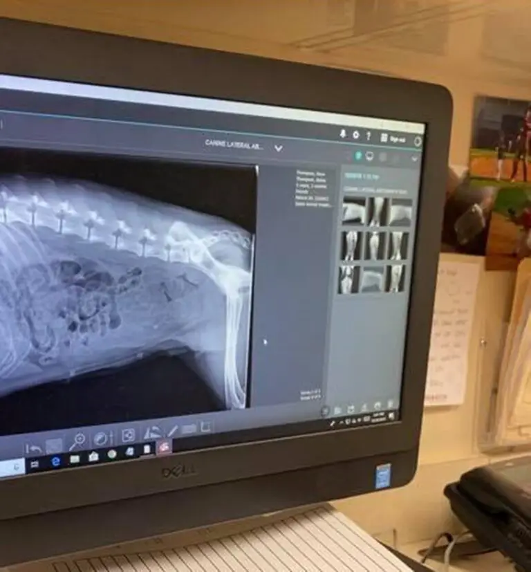 How Much Do Dog X-Rays Cost and Why Is It So Expensive
