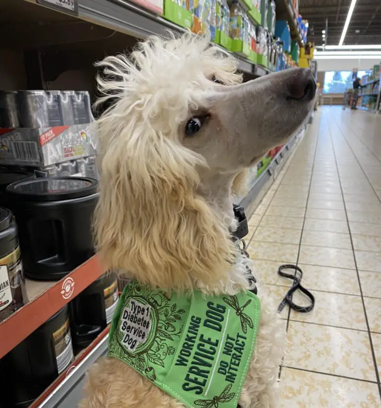 Which Stores Allow Pets – Learn Where You Can Bring Your Furry Friend