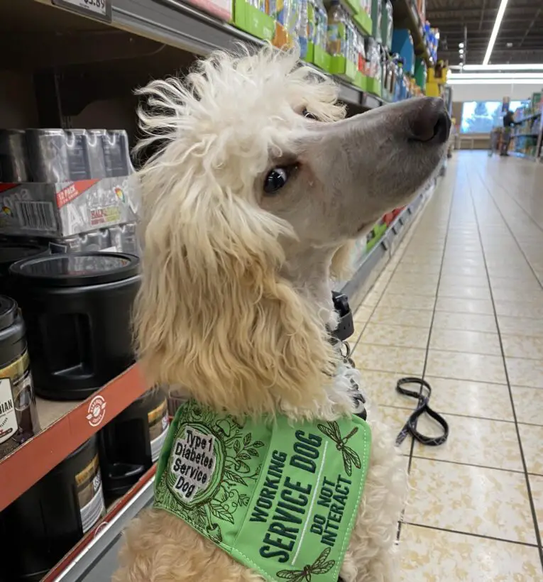 Which Stores Allow Pets - Learn Where You Can Bring Your Furry Friend