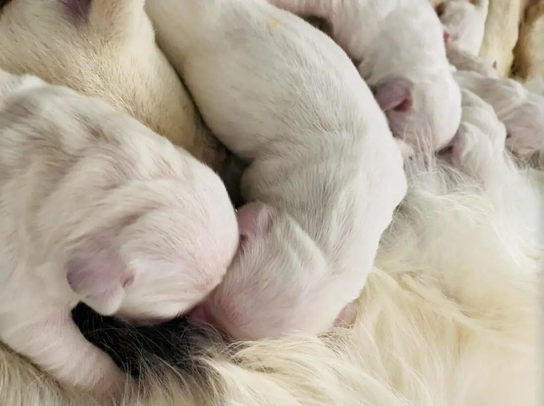 Why Does My Dog Separate One Puppy From The Rest?