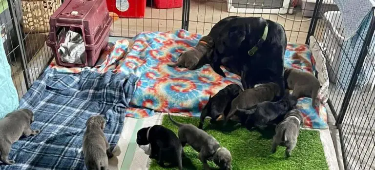 Why Is My Dog Carrying Her Puppies In Her Mouth?