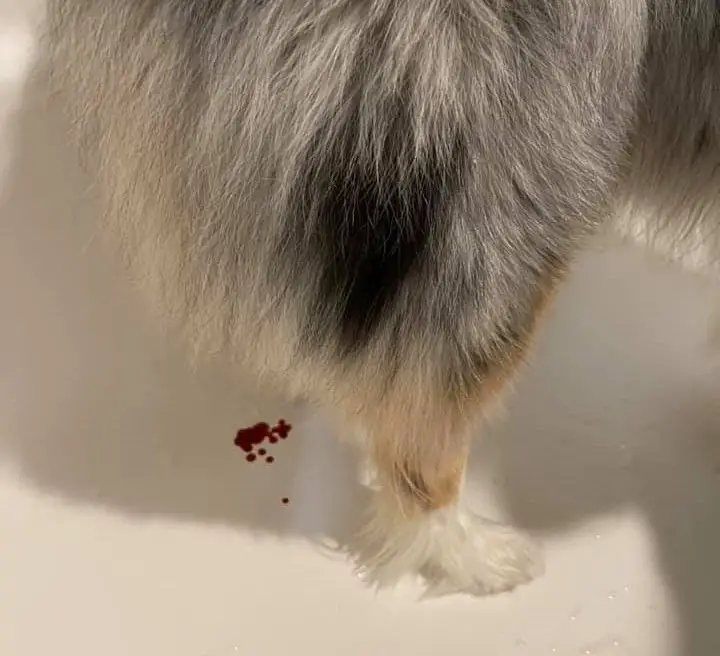 Why Is My Dog Pooping Blood But Acting Fine
