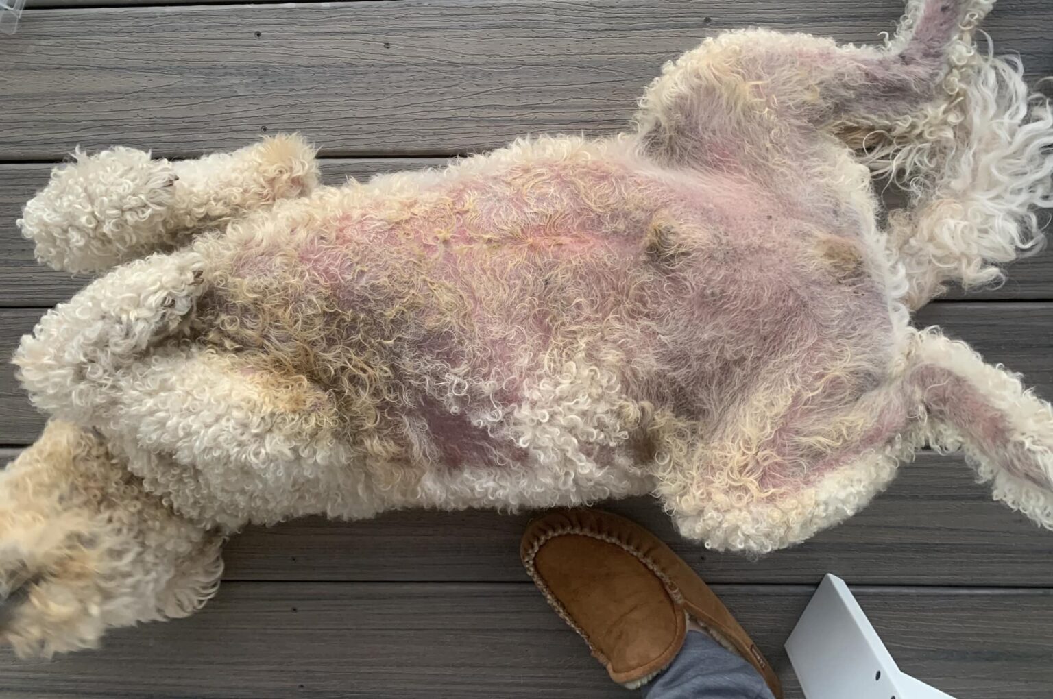 Why Is My Dog So Itchy But Has No Fleas?