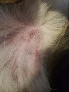 Why Is My Dog So Itchy But Has No Fleas?