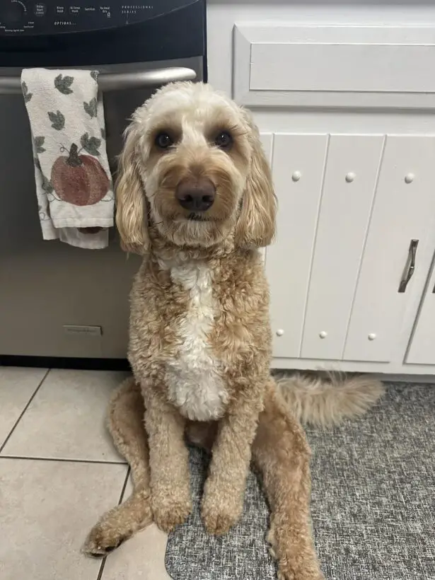 Why Is My Dog So Itchy But Has No Fleas?