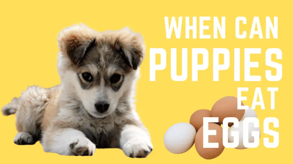 At What Age Can Puppies Eat Eggs