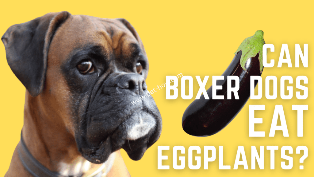 Can Boxer Dogs Eat Eggplants A Comprehensive Guide To Safe Consumption
