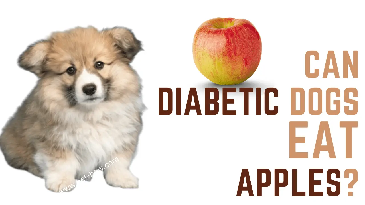 Can Diabetic Dogs Eat Apples (Answered!)