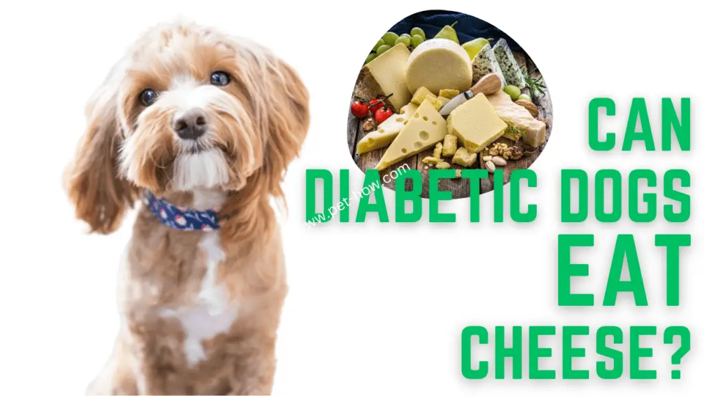 Can Diabetic Dogs Eat Cheese