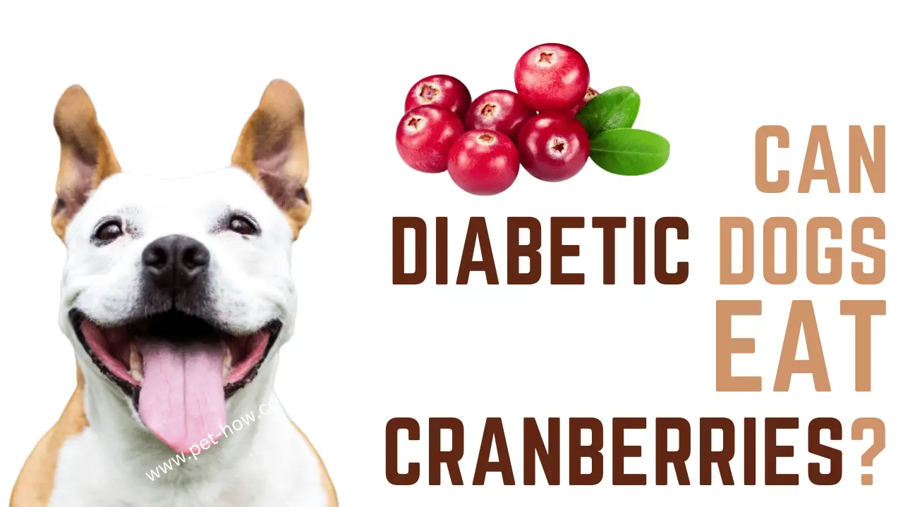 Can Diabetic Dogs Eat Cranberries (Answered!)