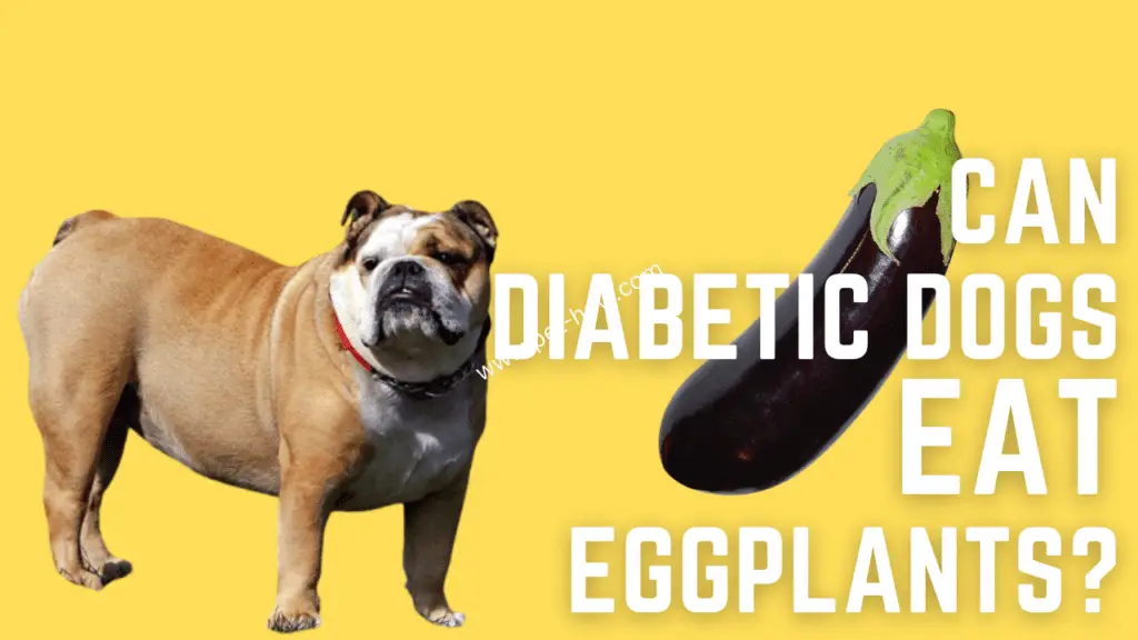Can Diabetic Dogs Eat Eggplant