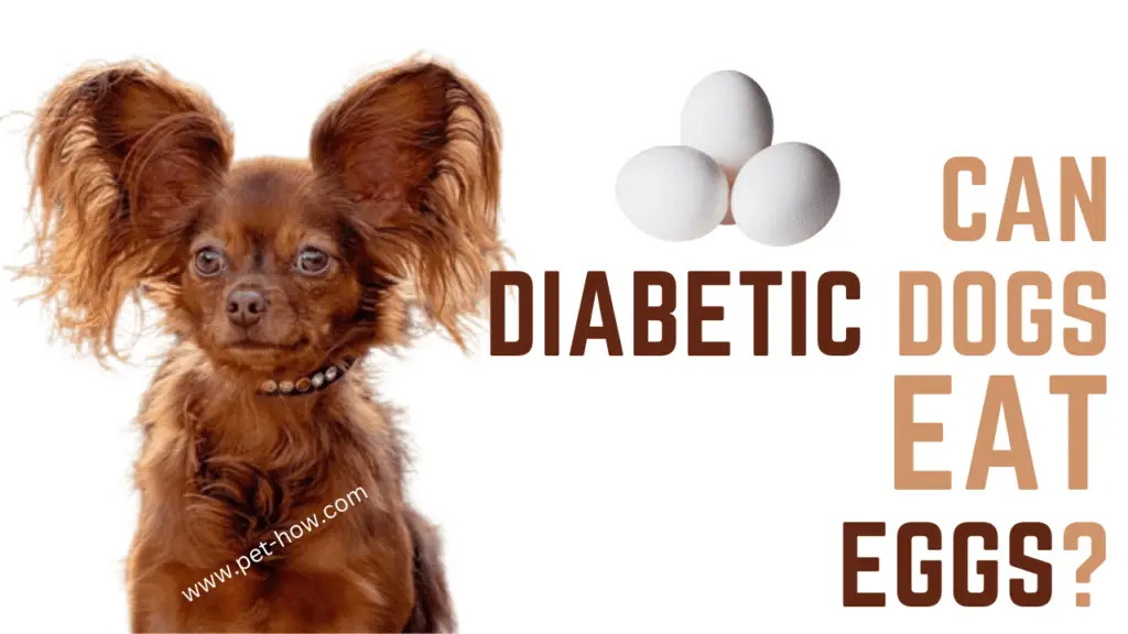 Can Diabetic Dogs Eat Eggs