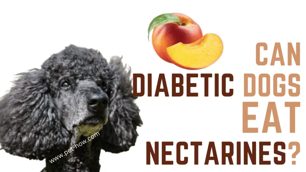 Can Diabetic Dogs Eat Nectarines (Vet Answered)