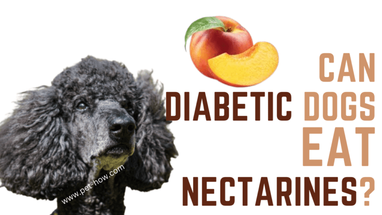 Can Diabetic Dogs Eat Nectarines? (Vet Answered)