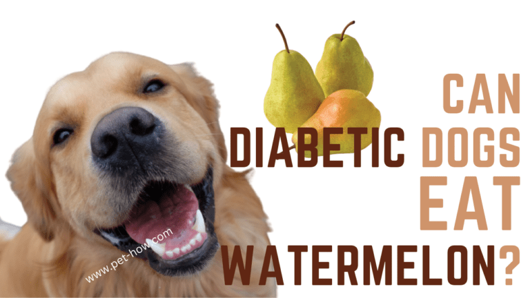 Can Diabetic Dogs Eat Pears? (Answered!)