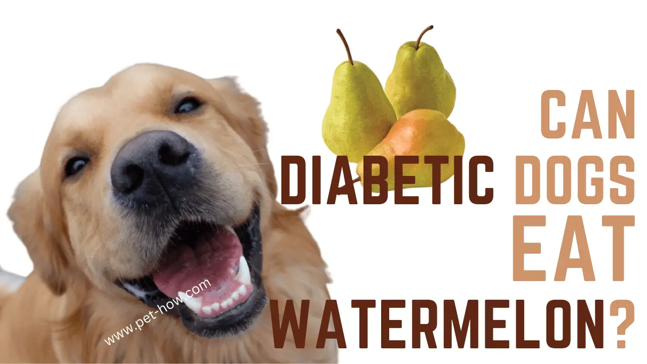 Can Diabetic Dogs Eat Pears (Answered!)