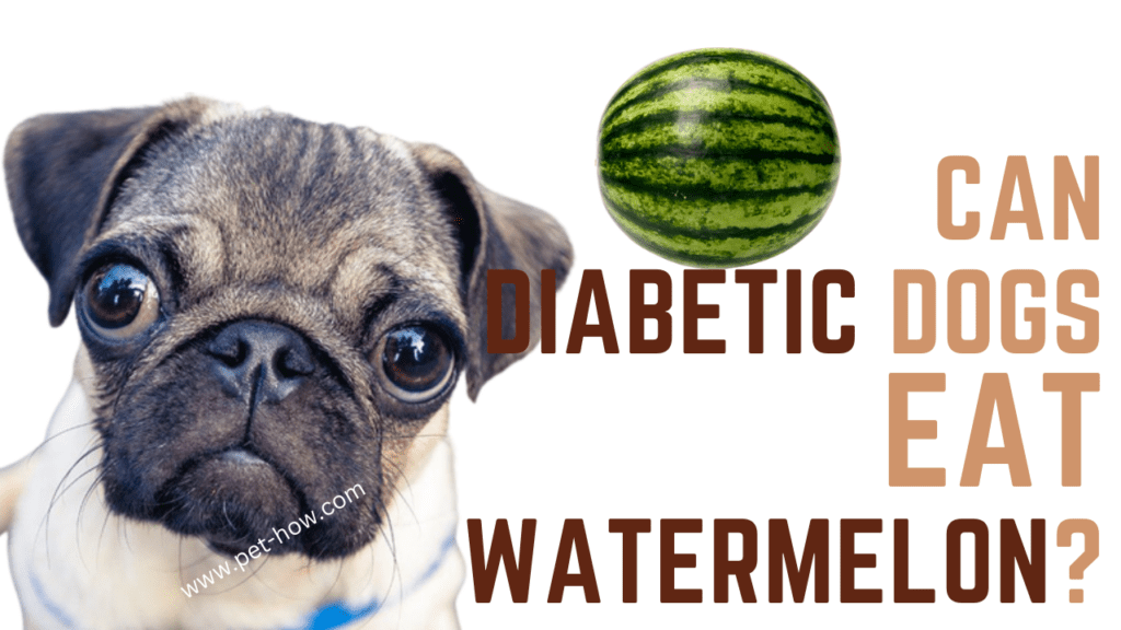 Can Diabetic Dogs Eat Watermelon (Answered!)
